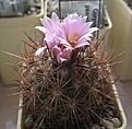 Нажмите на изображение для увеличения.

Название:	Coryphantha_pseudoechinus_SB576_9y.JPG
Просмотров:	442
Размер:	88.4 Кб
ID:	361537