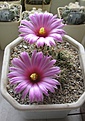 Нажмите на изображение для увеличения.

Название:	Coryphantha_macromeris_SB841_10y_2.JPG
Просмотров:	164
Размер:	132.1 Кб
ID:	361539