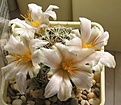 Нажмите на изображение для увеличения.

Название:	Mammillaria_louisae_SB1899_3y_2.JPG
Просмотров:	157
Размер:	140.1 Кб
ID:	361541