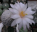 Нажмите на изображение для увеличения.

Название:	M. albiflora2016-2-2.jpg
Просмотров:	156
Размер:	199.0 Кб
ID:	361557
