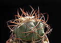 Нажмите на изображение для увеличения.

Название:	Echinocactus_horizonthalonius.JPG
Просмотров:	125
Размер:	256.9 Кб
ID:	361578