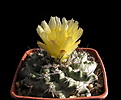 Нажмите на изображение для увеличения.

Название:	Copiapoa humilis.JPG
Просмотров:	125
Размер:	196.6 Кб
ID:	361579