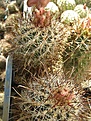 Нажмите на изображение для увеличения.

Название:	sclerocactus sileri.JPG
Просмотров:	211
Размер:	303.6 Кб
ID:	361653