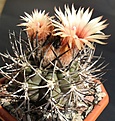 Нажмите на изображение для увеличения.

Название:	Pyrrhocactus bulbocalyx.JPG
Просмотров:	467
Размер:	282.2 Кб
ID:	361667