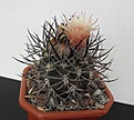 Нажмите на изображение для увеличения.

Название:	Pyrrhocatus bulbocalyx.JPG
Просмотров:	463
Размер:	282.7 Кб
ID:	361668