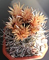 Нажмите на изображение для увеличения.

Название:	Pyrrhocactus bulbocalyx 1.JPG
Просмотров:	456
Размер:	262.1 Кб
ID:	361669