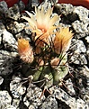 Нажмите на изображение для увеличения.

Название:	Pyrrhocactus megliolii.JPG
Просмотров:	465
Размер:	365.5 Кб
ID:	361671