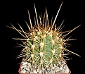 Нажмите на изображение для увеличения.

Название:	Trichocereus(Echinopsis) _pasacanа.JPG
Просмотров:	121
Размер:	277.1 Кб
ID:	361799