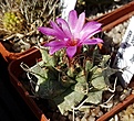 Нажмите на изображение для увеличения.

Название:	Turbinicarpus_alonsoi.jpg
Просмотров:	194
Размер:	440.3 Кб
ID:	361925