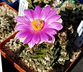 Нажмите на изображение для увеличения.

Название:	Ariocarpus_hintonii.jpg
Просмотров:	187
Размер:	393.4 Кб
ID:	361926