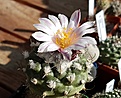 Нажмите на изображение для увеличения.

Название:	Turbinicarpus_lophophoroides.jpg
Просмотров:	190
Размер:	489.0 Кб
ID:	361927