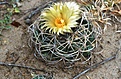 Нажмите на изображение для увеличения.

Название:	Coryphantha_pycnacantha_GM_765.jpg
Просмотров:	312
Размер:	123.9 Кб
ID:	361938