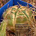 DSC_0216а.jpg
