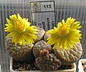 Нажмите на изображение для увеличения.

Название:	Lithops_schwantesii_gebseri_C165_8y.JPG
Просмотров:	249
Размер:	132.2 Кб
ID:	361944