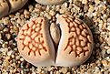 Нажмите на изображение для увеличения.

Название:	Lithops_hallii_var._ochracea_C059.jpg
Просмотров:	414
Размер:	425.9 Кб
ID:	361957