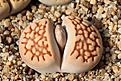 Нажмите на изображение для увеличения.

Название:	Lithops_hallii_var._ochracea_C059.jpg
Просмотров:	378
Размер:	425.9 Кб
ID:	361957