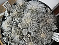 Нажмите на изображение для увеличения.

Название:	Copiapoa krainziana seedlings.JPG
Просмотров:	396
Размер:	419.2 Кб
ID:	362050