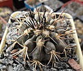 Нажмите на изображение для увеличения.

Название:	Copiapoa echinoides.JPG
Просмотров:	418
Размер:	281.6 Кб
ID:	362091