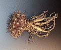 Нажмите на изображение для увеличения.

Название:	Copiapoa echinoides_root.jpg
Просмотров:	385
Размер:	323.6 Кб
ID:	362092