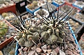 Нажмите на изображение для увеличения.

Название:	Copiapoa dealbata.JPG
Просмотров:	404
Размер:	290.3 Кб
ID:	362093