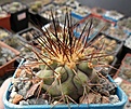 Нажмите на изображение для увеличения.

Название:	Copiapoa haseltoniana.JPG
Просмотров:	460
Размер:	335.8 Кб
ID:	362095