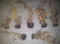 Нажмите на изображение для увеличения.

Название:	Copiapoa calderana_roots.jpg
Просмотров:	473
Размер:	221.8 Кб
ID:	362096