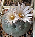 Нажмите на изображение для увеличения.

Название:	Turbinicarpus_jauernigii_PP190_6y_2.JPG
Просмотров:	179
Размер:	144.6 Кб
ID:	362114