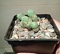 Нажмите на изображение для увеличения.

Название:	Conophytum uviforme hilii Vosfontein.jpg
Просмотров:	614
Размер:	41.4 Кб
ID:	362190