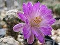 Нажмите на изображение для увеличения.

Название:	Mammillaria theresae.jpg
Просмотров:	197
Размер:	429.5 Кб
ID:	362283