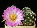 Нажмите на изображение для увеличения.

Название:	Mammillaria roczekii_(образец)
Просмотров:	296
Размер:	136.8 Кб
ID:	362404