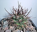 Нажмите на изображение для увеличения.

Название:	Pyrrhocactus strausiаnus VG 1409 красно-коричневые колючки.JPG
Просмотров:	407
Размер:	364.3 Кб
ID:	362436