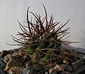 Нажмите на изображение для увеличения.

Название:	Pyrrhocactus strausianus VG1409.JPG
Просмотров:	393
Размер:	264.6 Кб
ID:	362437