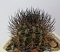 Нажмите на изображение для увеличения.

Название:	Pyrrhocactus bulbocalyx v.marayensis GN1113)4138.JPG
Просмотров:	406
Размер:	346.0 Кб
ID:	362443