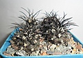 Нажмите на изображение для увеличения.

Название:	Copiapoa griseoviolacea.JPG
Просмотров:	440
Размер:	276.4 Кб
ID:	362472