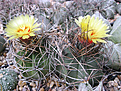 Нажмите на изображение для увеличения.

Название:	Astrophytum senile.jpg
Просмотров:	186
Размер:	460.7 Кб
ID:	362480
