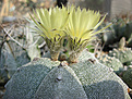 Нажмите на изображение для увеличения.

Название:	Astrophytum myriostigma.jpg
Просмотров:	182
Размер:	451.0 Кб
ID:	362481