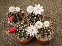 Нажмите на изображение для увеличения.

Название:	Gymnocalycium stenopleurum P 435.jpg
Просмотров:	966
Размер:	238.7 Кб
ID:	362603