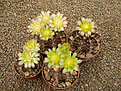 Нажмите на изображение для увеличения.

Название:	Gymnocalycium friedrichii L373.jpg
Просмотров:	952
Размер:	205.4 Кб
ID:	362606