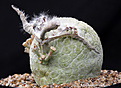 Нажмите на изображение для увеличения.

Название:	Pseudolithos_migiurtinus.jpg
Просмотров:	249
Размер:	471.1 Кб
ID:	362660