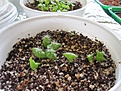 Нажмите на изображение для увеличения.

Название:	PACHYCEREUS_pringlei_22-4-2012.jpg
Просмотров:	228
Размер:	296.7 Кб
ID:	362774
