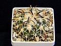 Нажмите на изображение для увеличения.

Название:	Coryphantha tripugionacantha MK 174.488.jpg
Просмотров:	455
Размер:	382.7 Кб
ID:	362815