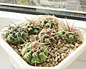 Нажмите на изображение для увеличения.

Название:	Gymnocalycium  ferocior VG512.JPG
Просмотров:	437
Размер:	241.6 Кб
ID:	362898