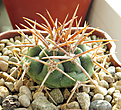 Нажмите на изображение для увеличения.

Название:	Gymnocalycium  ferocior RS1830.JPG
Просмотров:	534
Размер:	248.1 Кб
ID:	362899