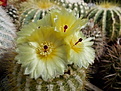 Нажмите на изображение для увеличения.

Название:	Notocactus sucineus.jpg
Просмотров:	1087
Размер:	127.0 Кб
ID:	362915