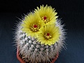 Нажмите на изображение для увеличения.

Название:	Notocactus scopa var. albispinum.JPG
Просмотров:	1114
Размер:	176.0 Кб
ID:	362945