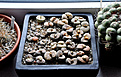 Нажмите на изображение для увеличения.

Название:	My lithops.jpg
Просмотров:	927
Размер:	140.7 Кб
ID:	362949
