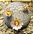 Нажмите на изображение для увеличения.

Название:	Mammillaria_lasiacantha_SB1063_8y.JPG
Просмотров:	217
Размер:	169.7 Кб
ID:	363033