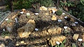 Нажмите на изображение для увеличения.

Название:	IMG_1355.JPG
Просмотров:	300
Размер:	170.6 Кб
ID:	363082