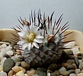 Нажмите на изображение для увеличения.

Название:	Mammillaria_perezdelarosae_andersoniana_PP1353_4y.JPG
Просмотров:	214
Размер:	242.9 Кб
ID:	363244