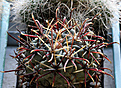 Нажмите на изображение для увеличения.

Название:	Glandulicactus mathsonii.jpg
Просмотров:	156
Размер:	170.5 Кб
ID:	363246